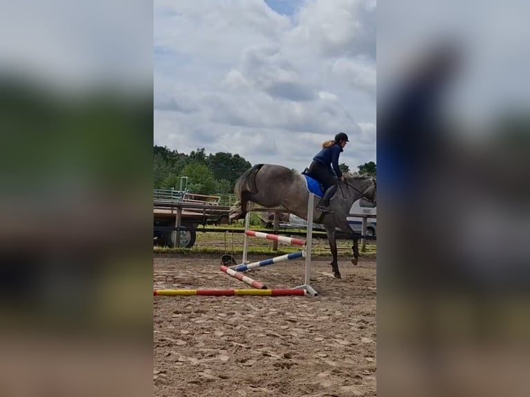 Holsteiner Wallach 4 Jahre 172 cm Schimmel in Bremen