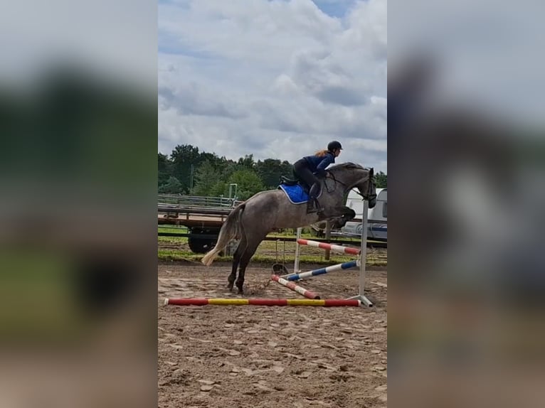 Holsteiner Wallach 4 Jahre 172 cm Schimmel in Bremen