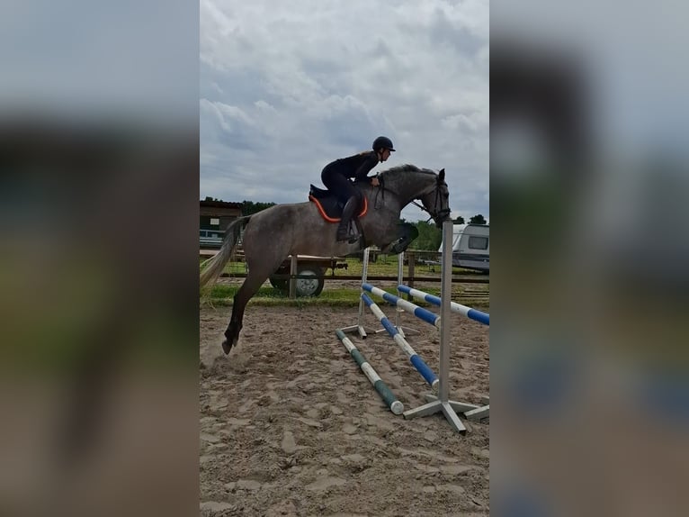 Holsteiner Wallach 4 Jahre 172 cm Schimmel in Bremen