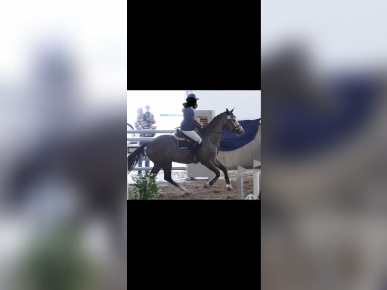 Holsteiner Wallach 4 Jahre 172 cm Schimmel in Bischofsheim