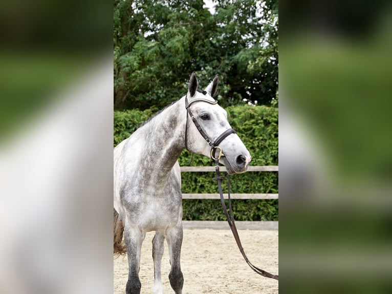 Holsteiner Wallach 4 Jahre 172 cm Schimmel in Lohne (Oldenburg)