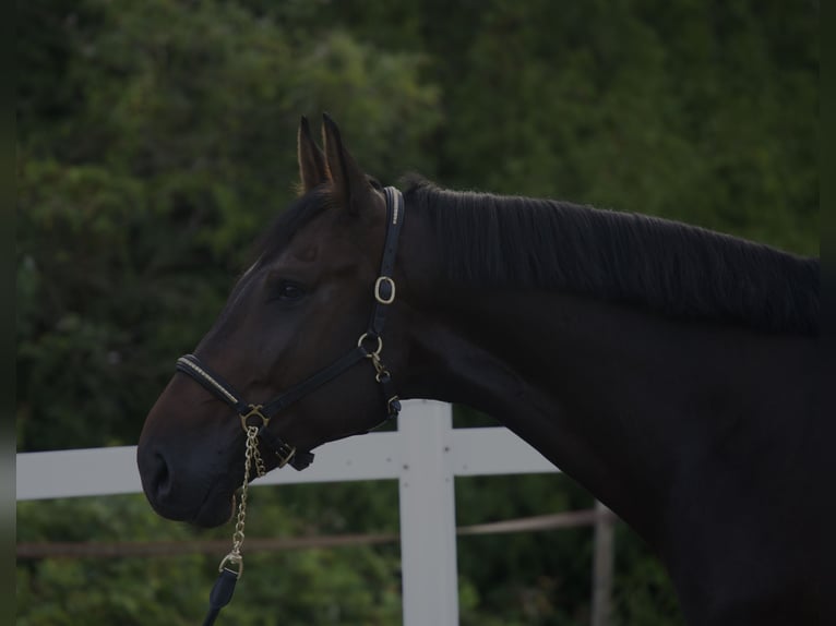 Holsteiner Wallach 4 Jahre 172 cm Schwarzbrauner in Noville