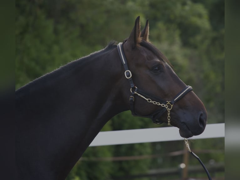 Holsteiner Wallach 4 Jahre 172 cm Schwarzbrauner in Noville