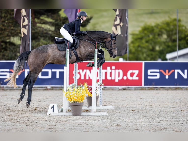 Holsteiner Wallach 4 Jahre 172 cm  in zduchovice