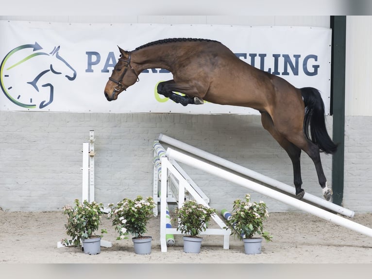 Holsteiner Wallach 4 Jahre 173 cm  in WK Heerde