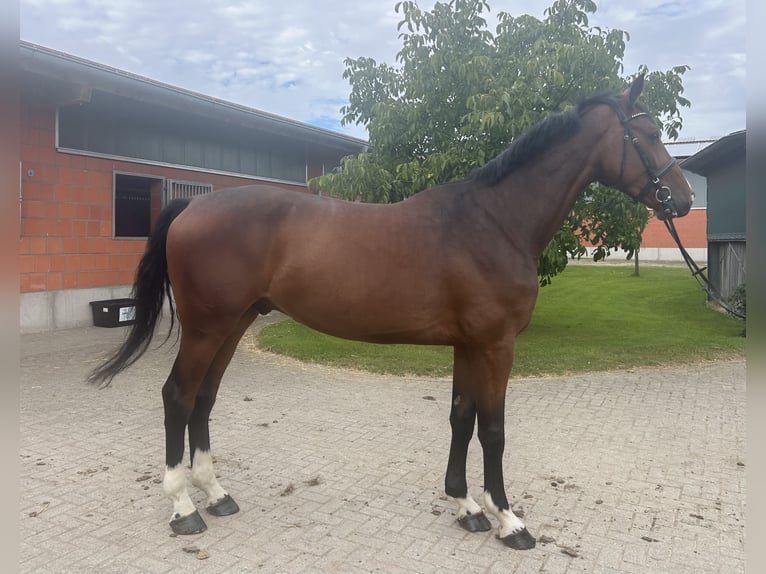 Holsteiner Wallach 4 Jahre 174 cm Brauner in Bargenstedt