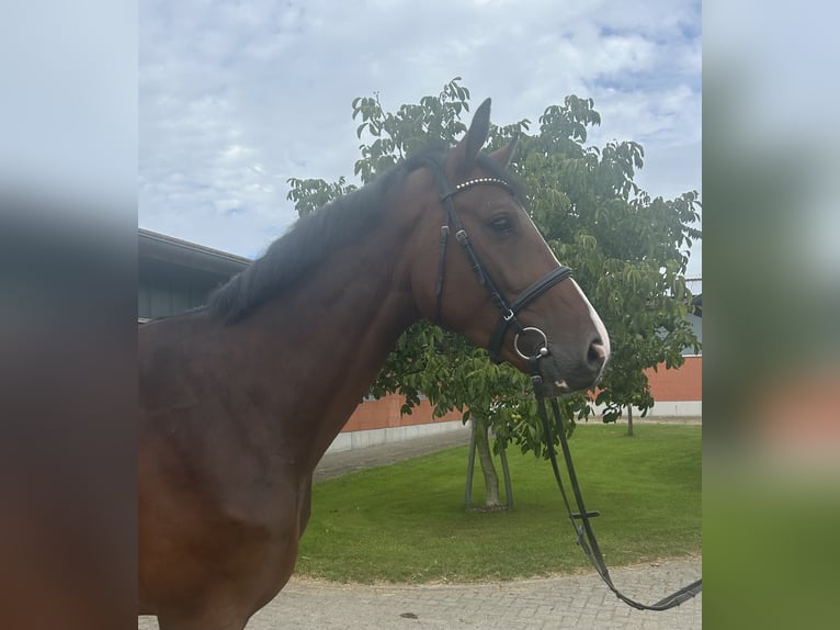 Holsteiner Wallach 4 Jahre 174 cm Brauner in Bargenstedt