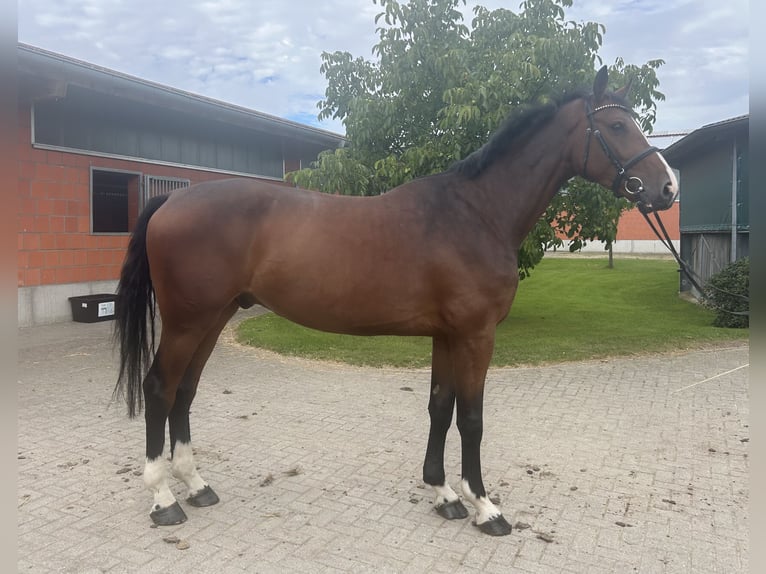 Holsteiner Wallach 4 Jahre 174 cm Brauner in Bargenstedt