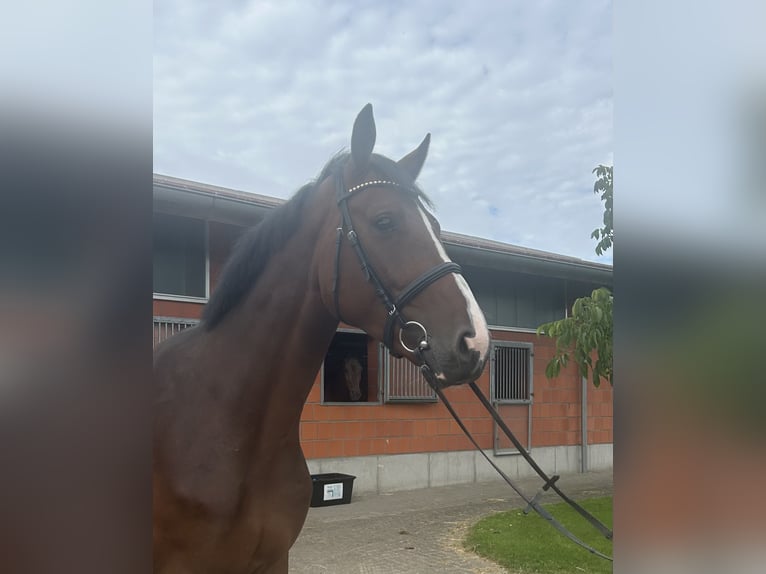 Holsteiner Wallach 4 Jahre 174 cm Brauner in Bargenstedt