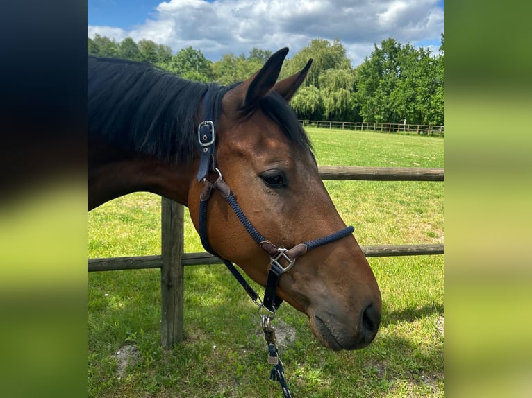 Holsteiner Wallach 4 Jahre 174 cm Brauner in Lahr/Schwarzwald