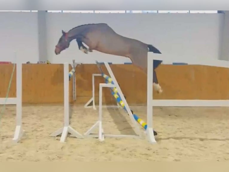 Holsteiner Wallach 4 Jahre 174 cm Rotbrauner in GŁUBCZYN-ROGOWNICA