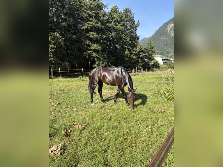 Holsteiner Wallach 4 Jahre 174 cm Schwarzbrauner in Noville