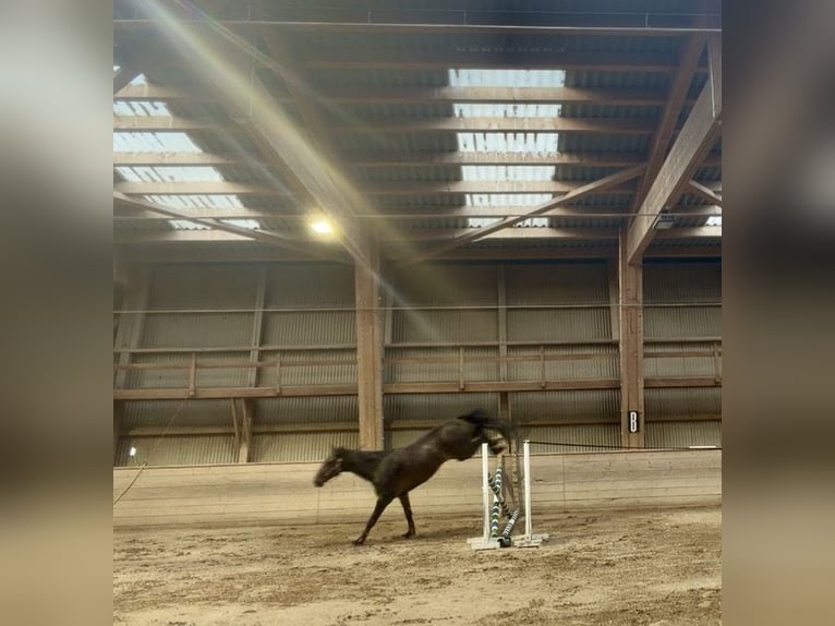 Holsteiner Wallach 4 Jahre 174 cm Schwarzbrauner in Noville