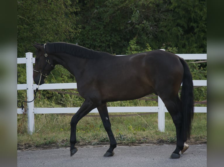 Holsteiner Wallach 4 Jahre 174 cm Schwarzbrauner in Noville