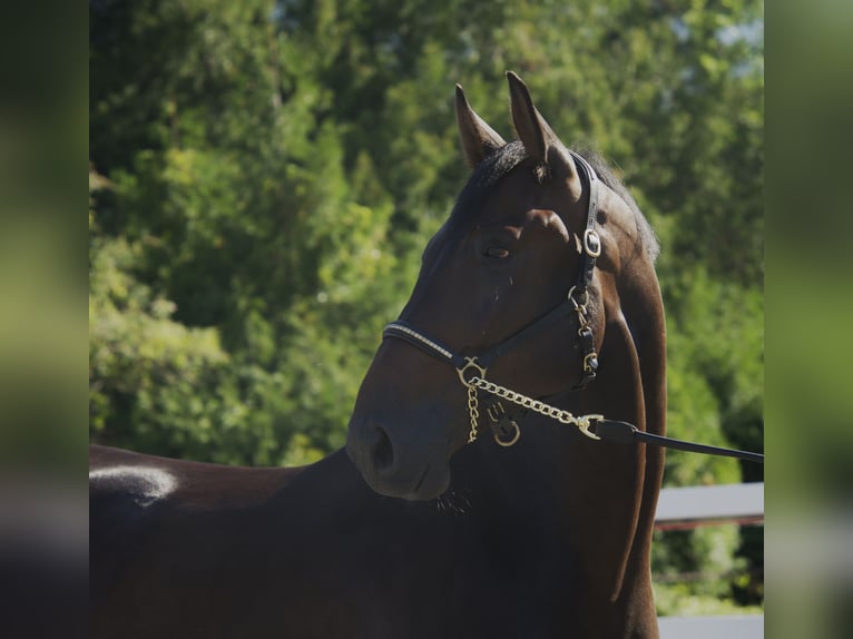 Holsteiner Wallach 4 Jahre 174 cm Schwarzbrauner in Noville