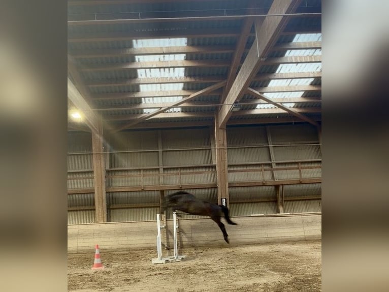 Holsteiner Wallach 4 Jahre 174 cm Schwarzbrauner in Noville