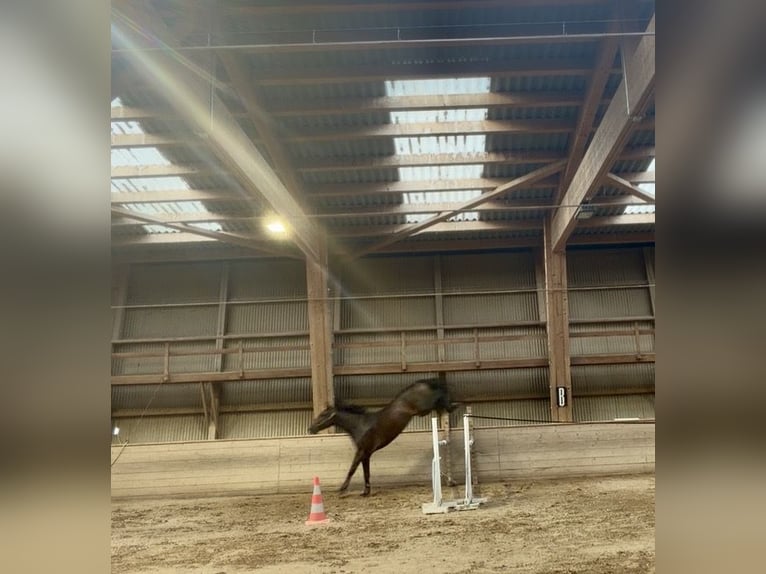 Holsteiner Wallach 4 Jahre 174 cm Schwarzbrauner in Noville
