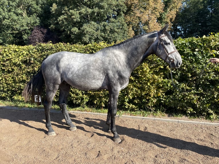 Holsteiner Wallach 4 Jahre 175 cm Apfelschimmel in Westensee
