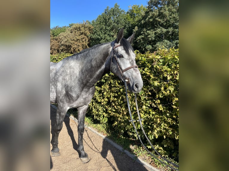 Holsteiner Wallach 4 Jahre 175 cm Apfelschimmel in Westensee