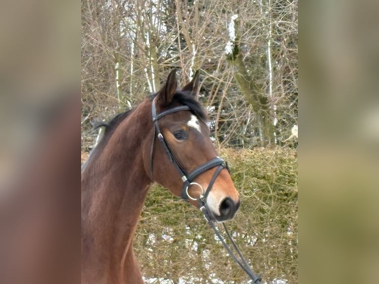 Holsteiner Wallach 4 Jahre 175 cm Brauner in Immenstedt