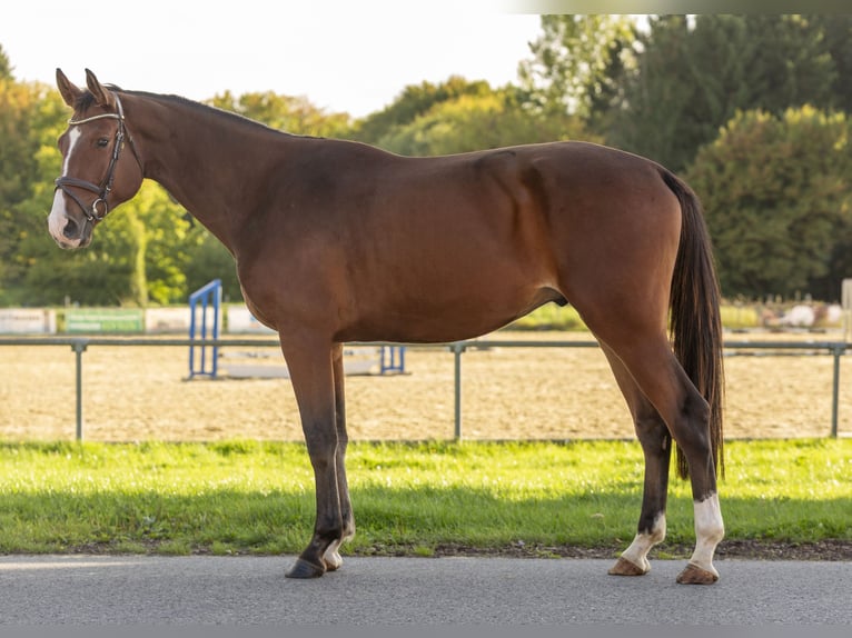 Holsteiner Wallach 4 Jahre 175 cm Brauner in Bad Bentheim
