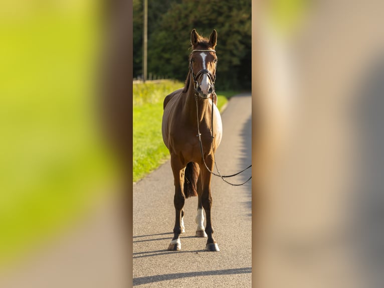 Holsteiner Wallach 4 Jahre 175 cm Brauner in Bad Bentheim