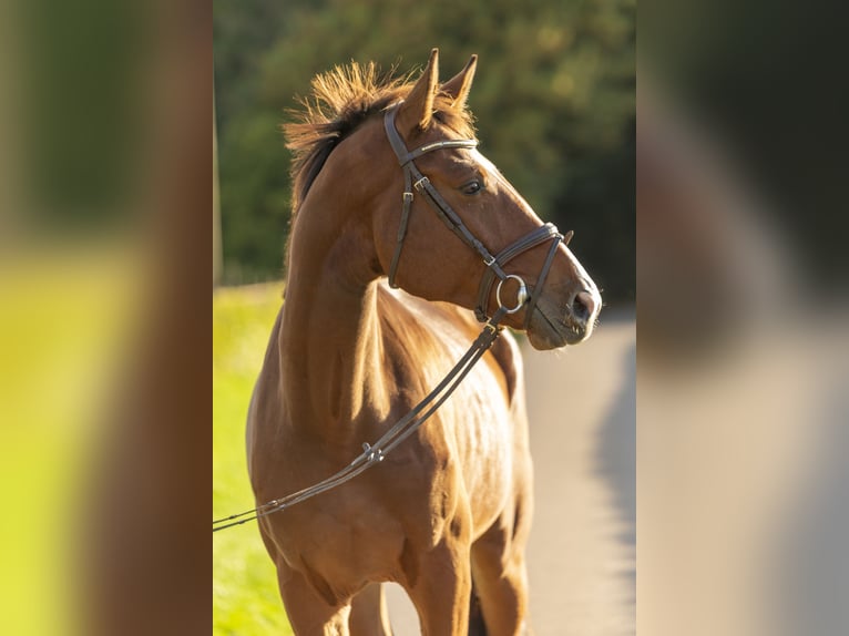 Holsteiner Wallach 4 Jahre 175 cm Brauner in Bad Bentheim