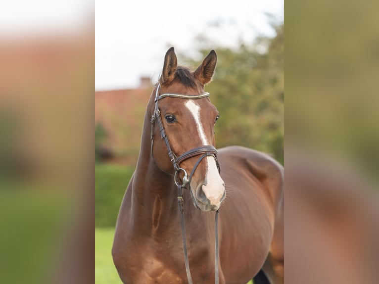 Holsteiner Wallach 4 Jahre 175 cm Brauner in Bad Bentheim