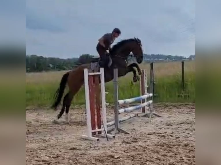 Holsteiner Wallach 4 Jahre 175 cm Brauner in Chemnitz