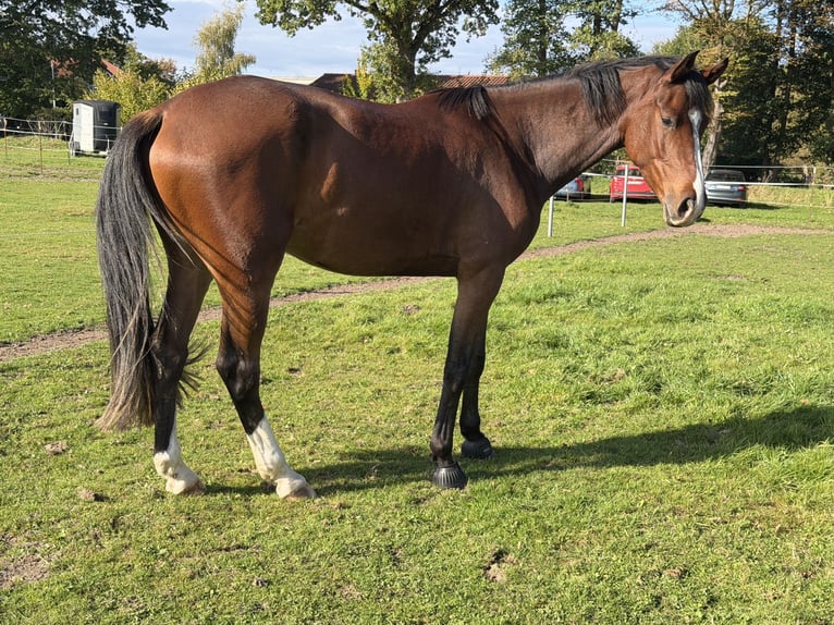 Holsteiner Wallach 4 Jahre 175 cm Brauner in Klempau