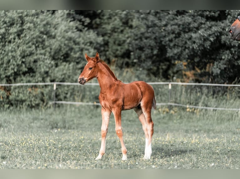Holsteiner Wallach 4 Jahre 175 cm Fuchs in Mitwitz