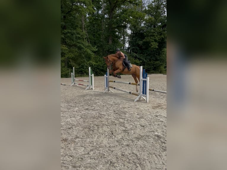 Holsteiner Wallach 4 Jahre 175 cm Fuchs in Mitwitz