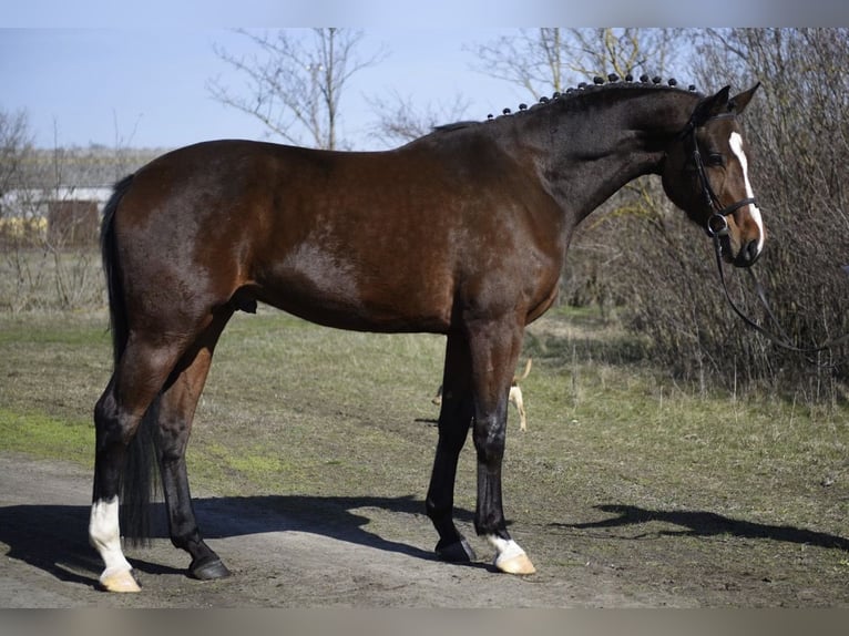 Holsteiner Wallach 4 Jahre 178 cm Brauner in Bergkirchen