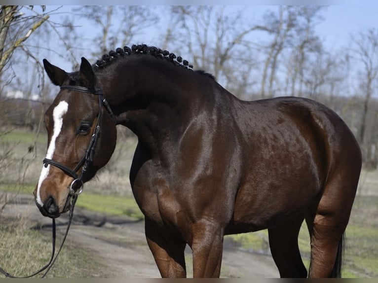 Holsteiner Wallach 4 Jahre 178 cm Brauner in Bergkirchen