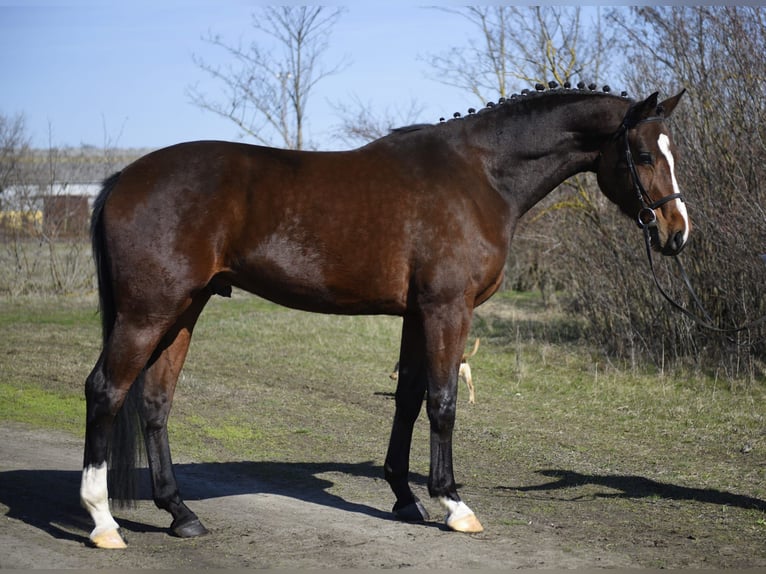 Holsteiner Wallach 4 Jahre 180 cm Brauner in Debrecen
