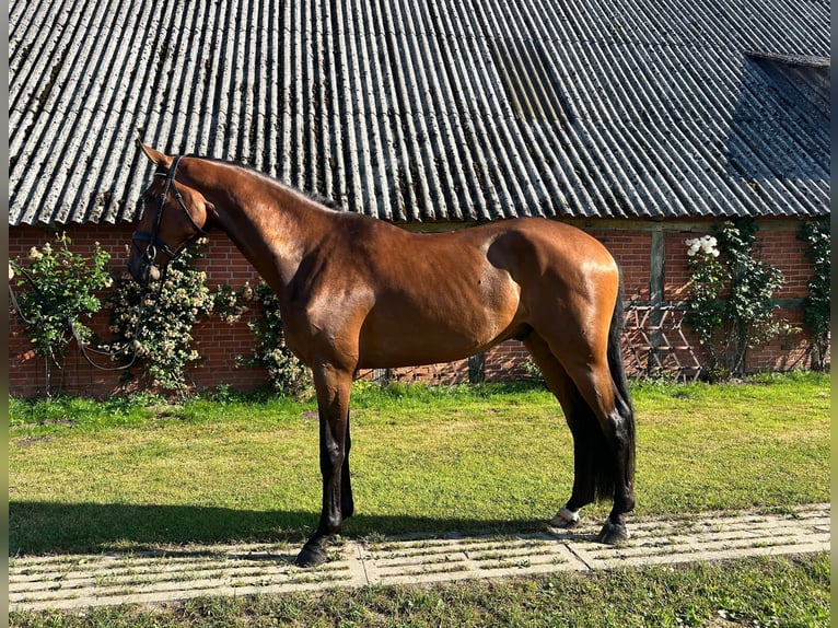 Holsteiner Wallach 4 Jahre 181 cm Brauner in Ahrensbök