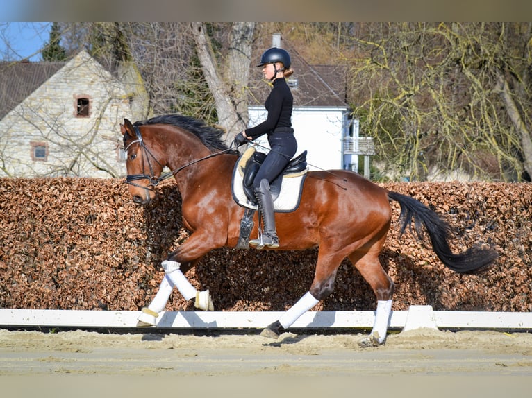Holsteiner Wallach 4 Jahre Brauner in Geseke