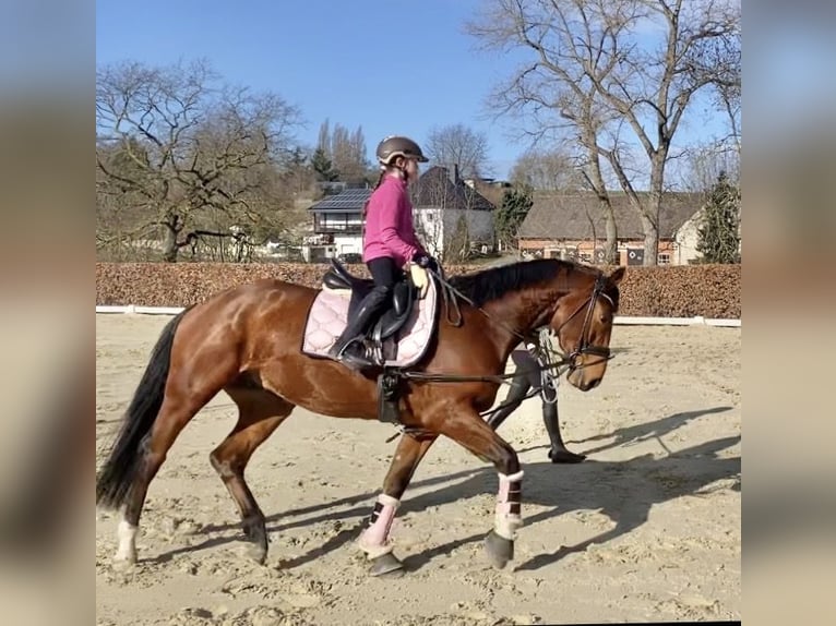 Holsteiner Wallach 4 Jahre Brauner in Geseke