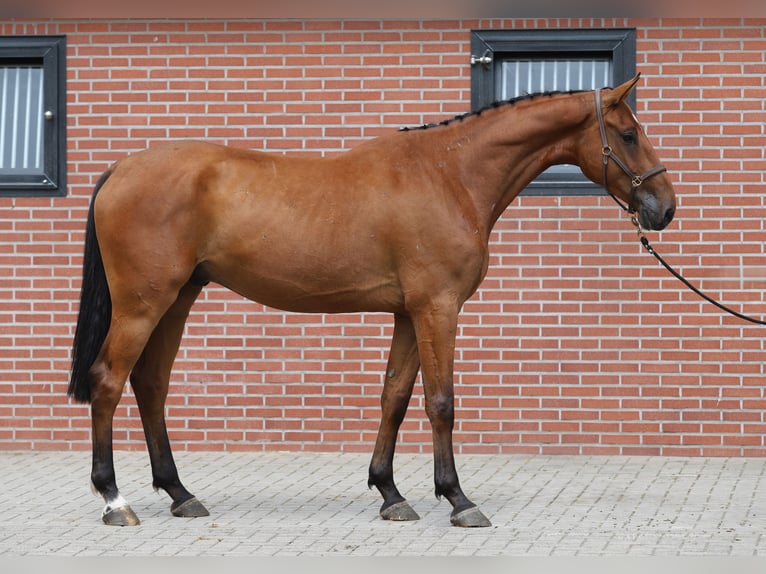 Holsteiner Wallach 4 Jahre Brauner in Zieuwent