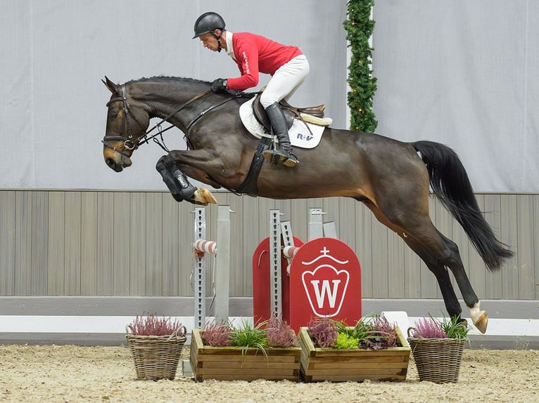 Holsteiner Wallach 4 Jahre Dunkelbrauner in Münster-Handorf