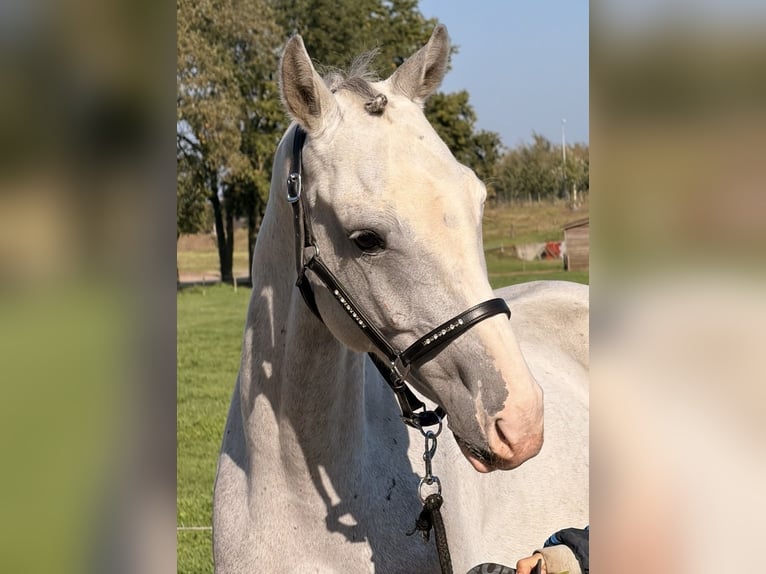 Holsteiner Wallach 5 Jahre 158 cm Apfelschimmel in Nettetal