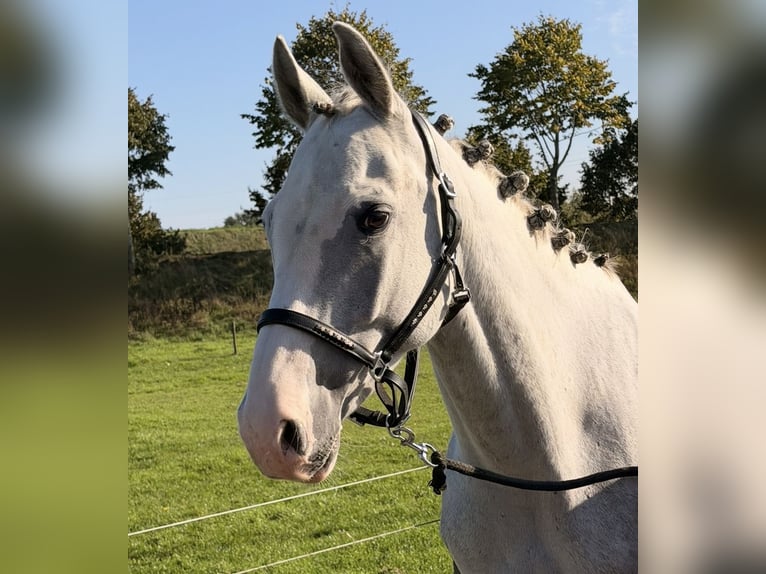 Holsteiner Wallach 5 Jahre 158 cm Apfelschimmel in Nettetal