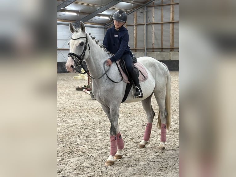 Holsteiner Wallach 5 Jahre 158 cm Apfelschimmel in Nettetal