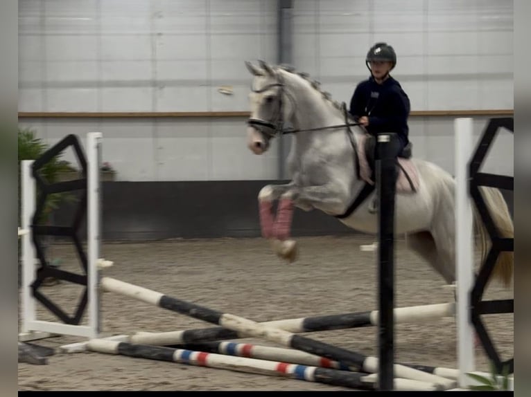 Holsteiner Wallach 5 Jahre 158 cm Apfelschimmel in Nettetal