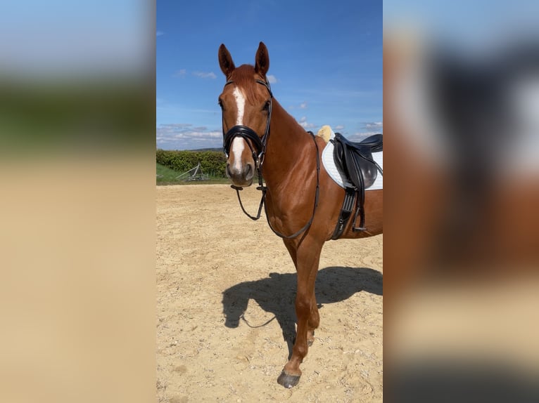 Holsteiner Wallach 5 Jahre 160 cm Fuchs in Hahnstätten