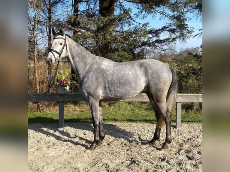 Holsteiner Wallach 5 Jahre 161 cm Schimmel in S&#xFC;derl&#xFC;gum