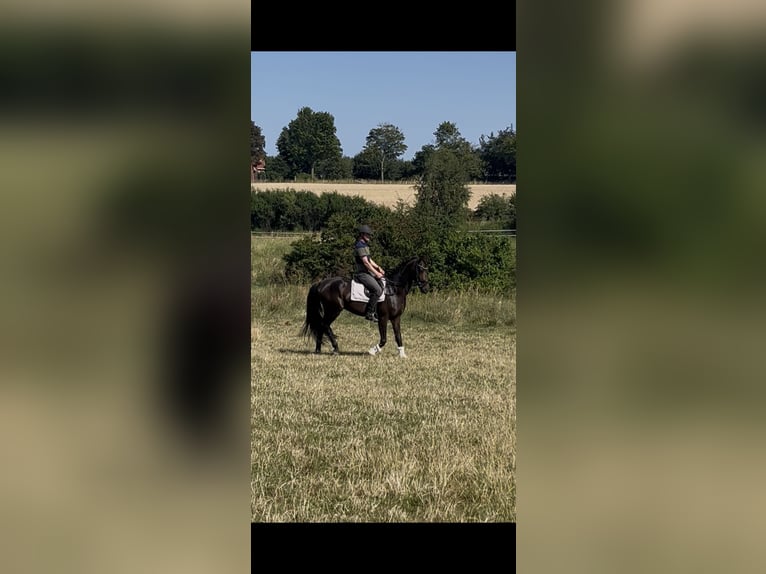 Holsteiner Wallach 5 Jahre 162 cm Brauner in Ahrensbök