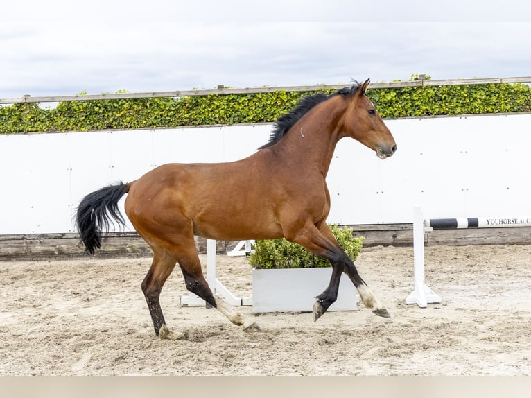 Holsteiner Wallach 5 Jahre 162 cm Brauner in Waddinxveen