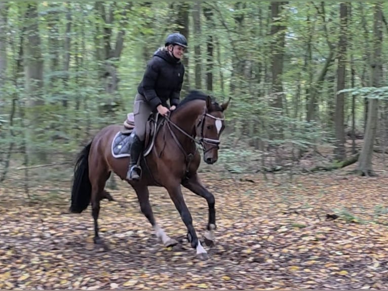 Holsteiner Wallach 5 Jahre 162 cm Dunkelbrauner in Braunschweig