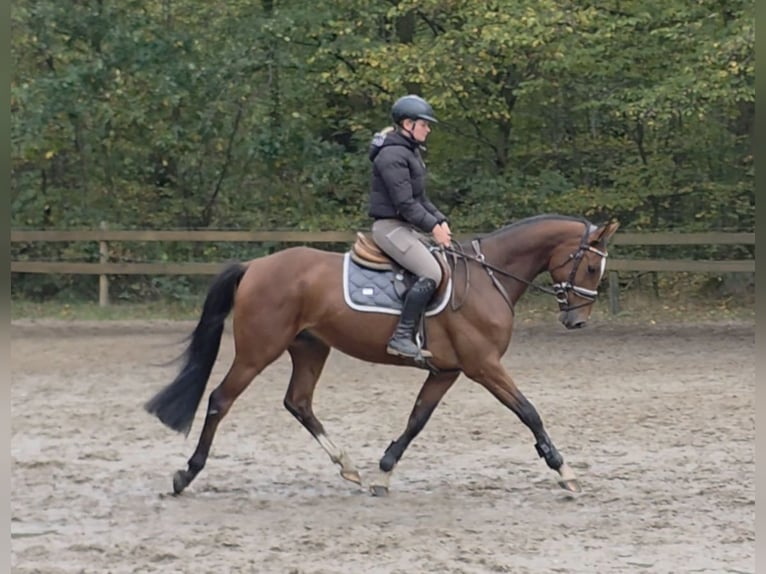 Holsteiner Wallach 5 Jahre 162 cm Dunkelbrauner in Braunschweig